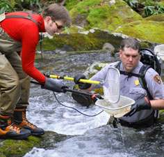 NPS and USGS biologists collect Brook trout for DNA studies.