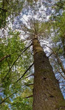 Thin canopy of dying hemlock.