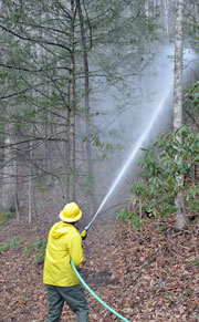 Spraying hemlock with horticultural oil to protect them against the invasive adelgid.