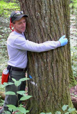 NPS Forester hugging Hemlock.