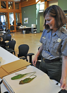 A botanist presses plants at Twin Creeks.