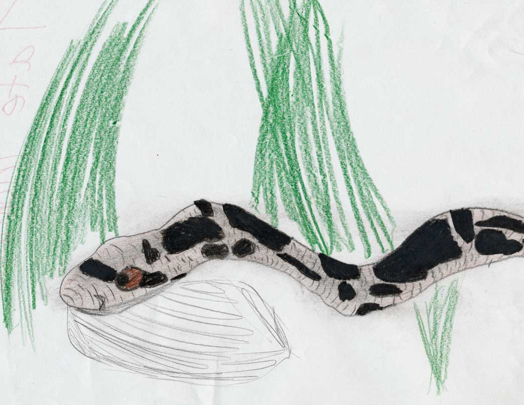 Northern Pine Snake