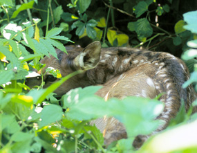 An elk calf lies motionless in thick vegetation to hide.