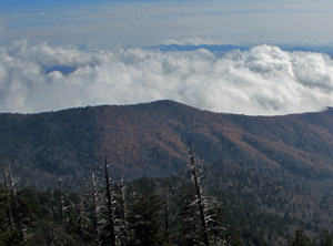 High elevation habitat in the Smokies.
