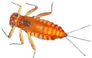 Mayfly larva.