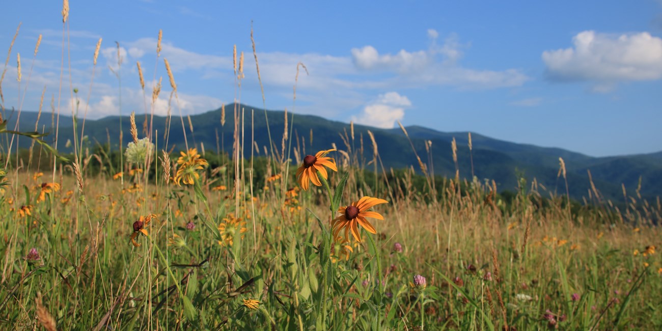 Flowers in the foreground and a rolling mountain view in the background.