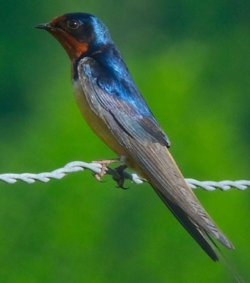 Barn Swallow a barn swallow perched on a wire.