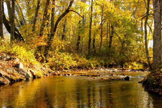 Yellow leaves cast a golden hue to the waters of Abrams Creek in Cades Cove