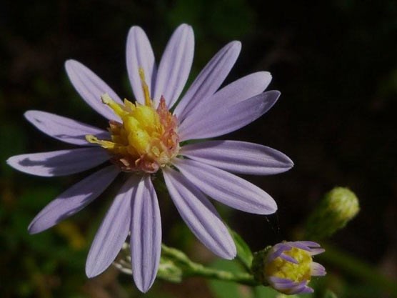 Several species of asters bloom in the park during the fall.