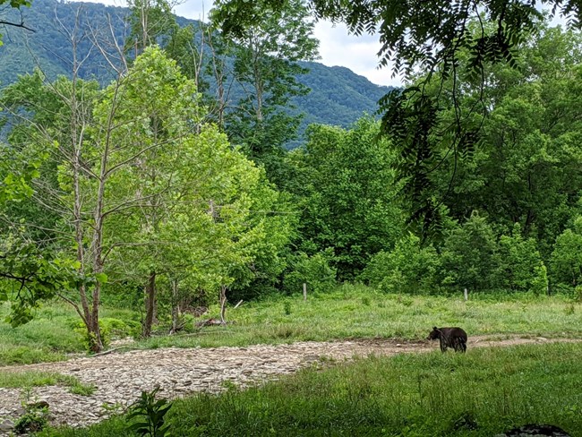 Bear in field with trees and mountains in background