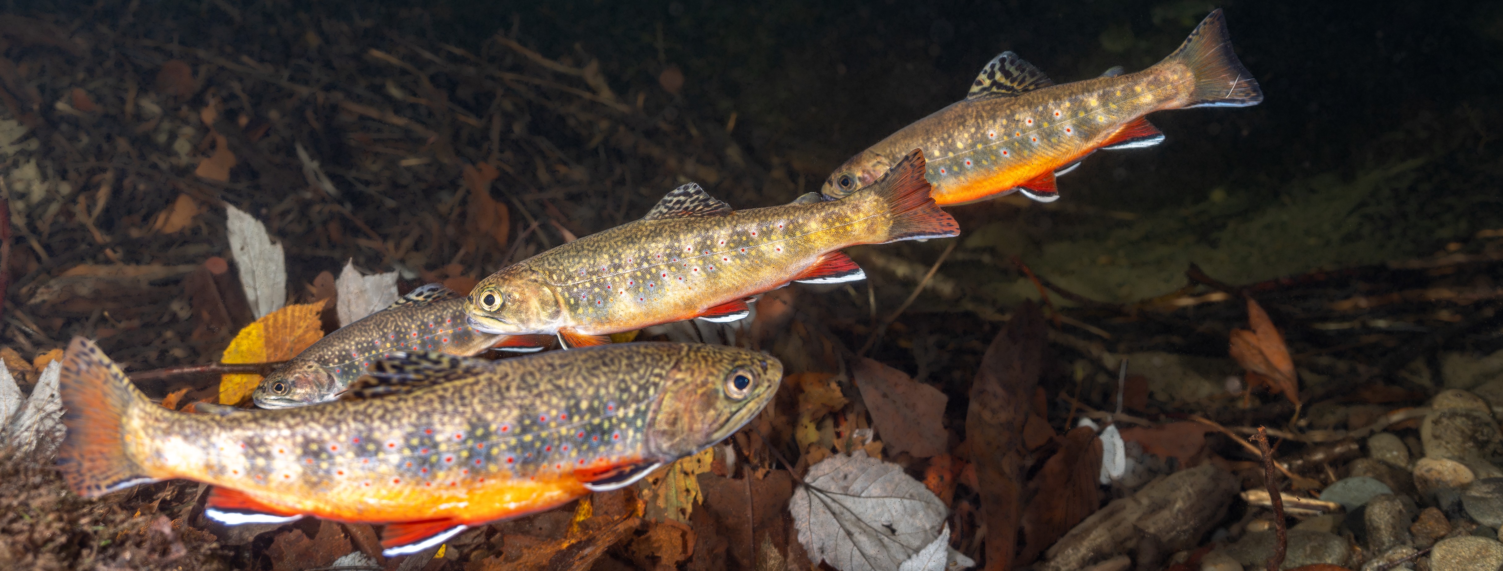 Four brook trout swimming in a stream bottom.