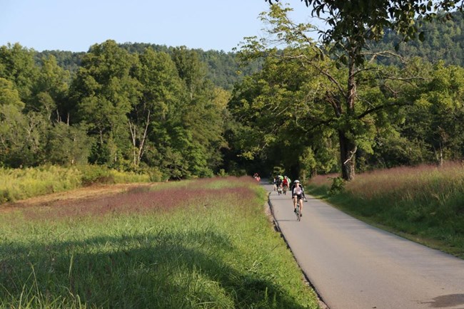 Cyclists along Cades Cove Loop Road