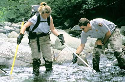 Park rangers electroshock a stream to remove non-native fish species.