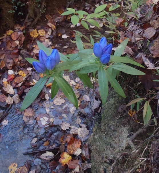 A mountain gentian wildflower