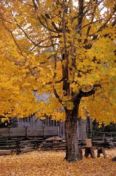 Cable Mill in Cades Cove