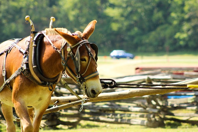 A horse wearing gear and standing in a field near a brown fence.