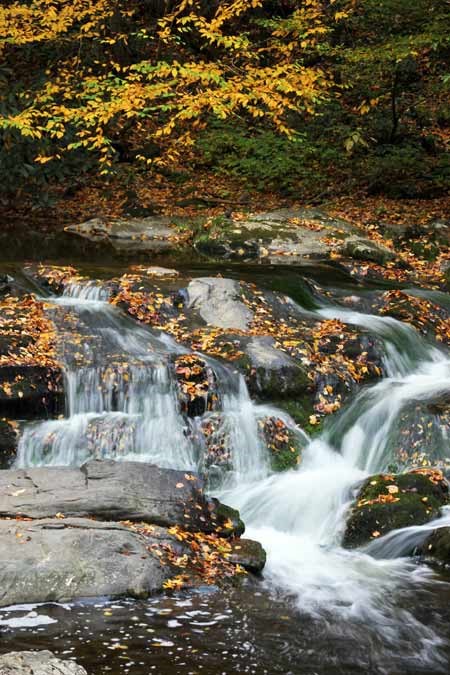 Fall leaves cover the rocks of a small cascade in Laurel Creek