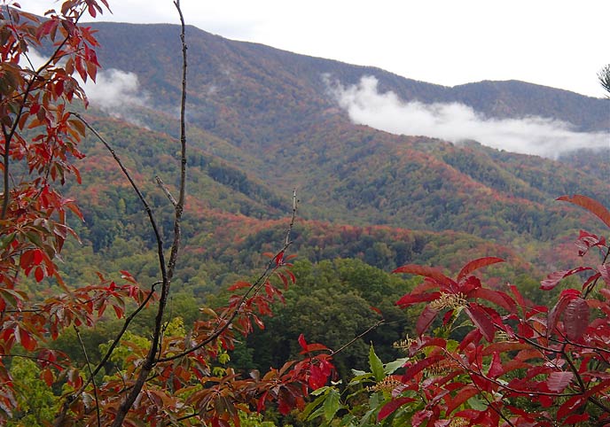 The brightr crimson foliage of sourwood trees frames a view of Defeat Ridge.