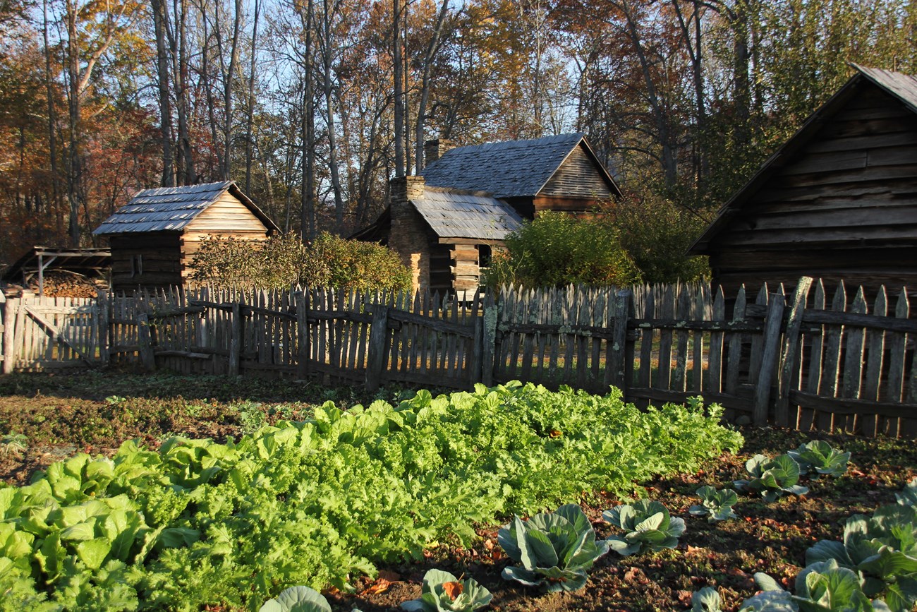 Multiple wooden structures in the background of a fenced-in garden full of growing greens.