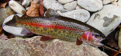 rainbow trout