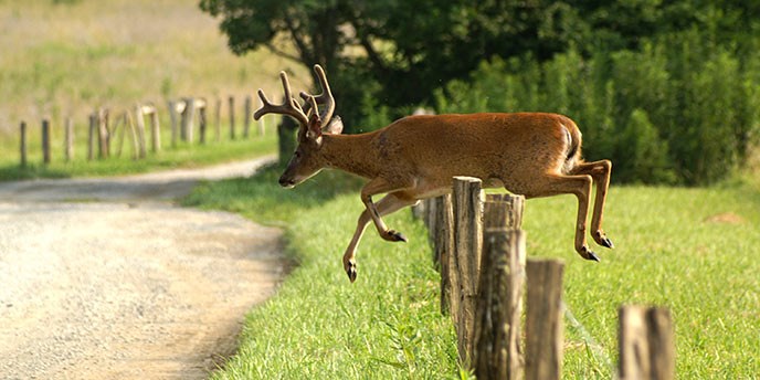 A white-tailed deer jumps a fence in Cades Cove A white-tailed deer jumps a fence in Cades Cove