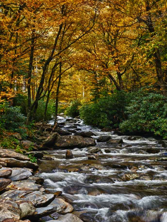 Trees with golden-colored autumn leaves line Walker Camp Prong river near Newfound Gap.
