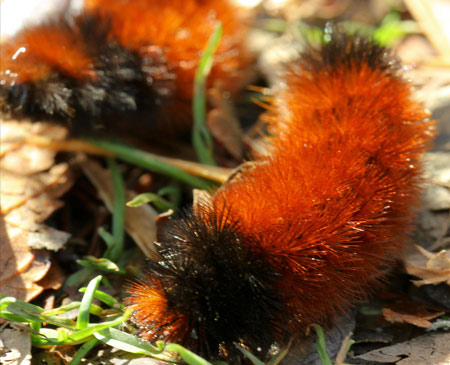 Wooly-bear-bielenberg