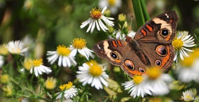 A common buckeye butterfly on the blooms of a white aster.