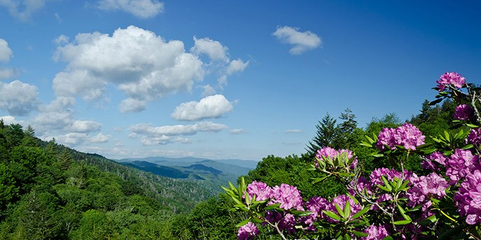 Big, pink blooms of Catawba rhododendron in the foreground, with green mountains shading to blue as they stretch to the far horizon.
