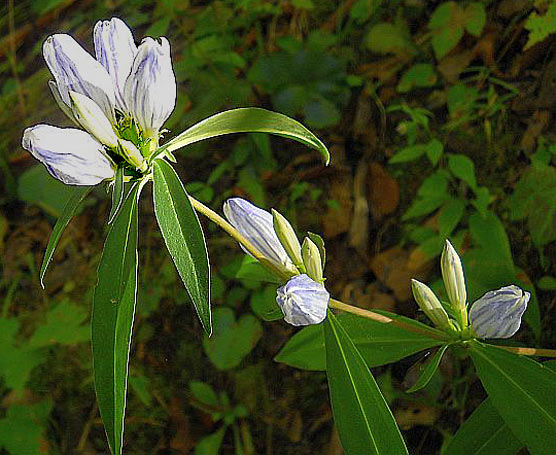 Mountain gentian blooms in fall.