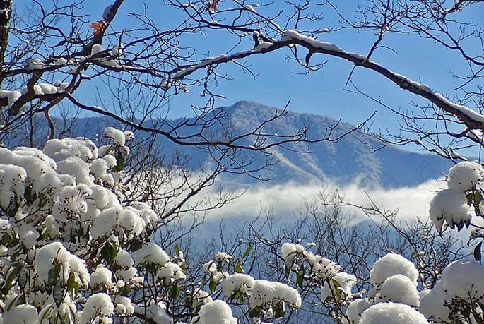 Snow coats tree limbs in the foreground, with mountains and a sunny blue sky in the background