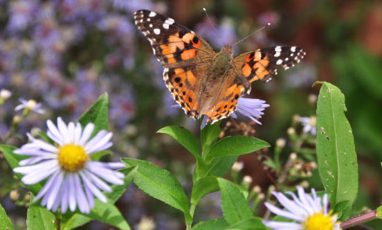 painted-lady-gordon-ritter