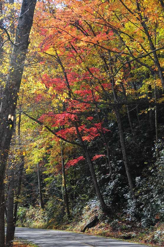 Fall colors along Little River Road