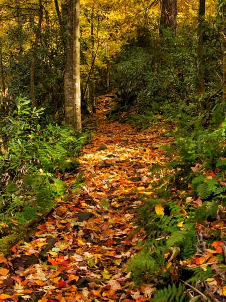 A hiking trail covered in golden-colored fallen leaves