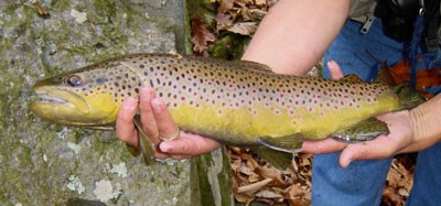 Creel Survey - Great Smoky Mountains National Park (U.S. National Park  Service)