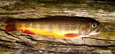 Brook trout