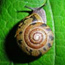 All Taxa Biodiversity Inventory