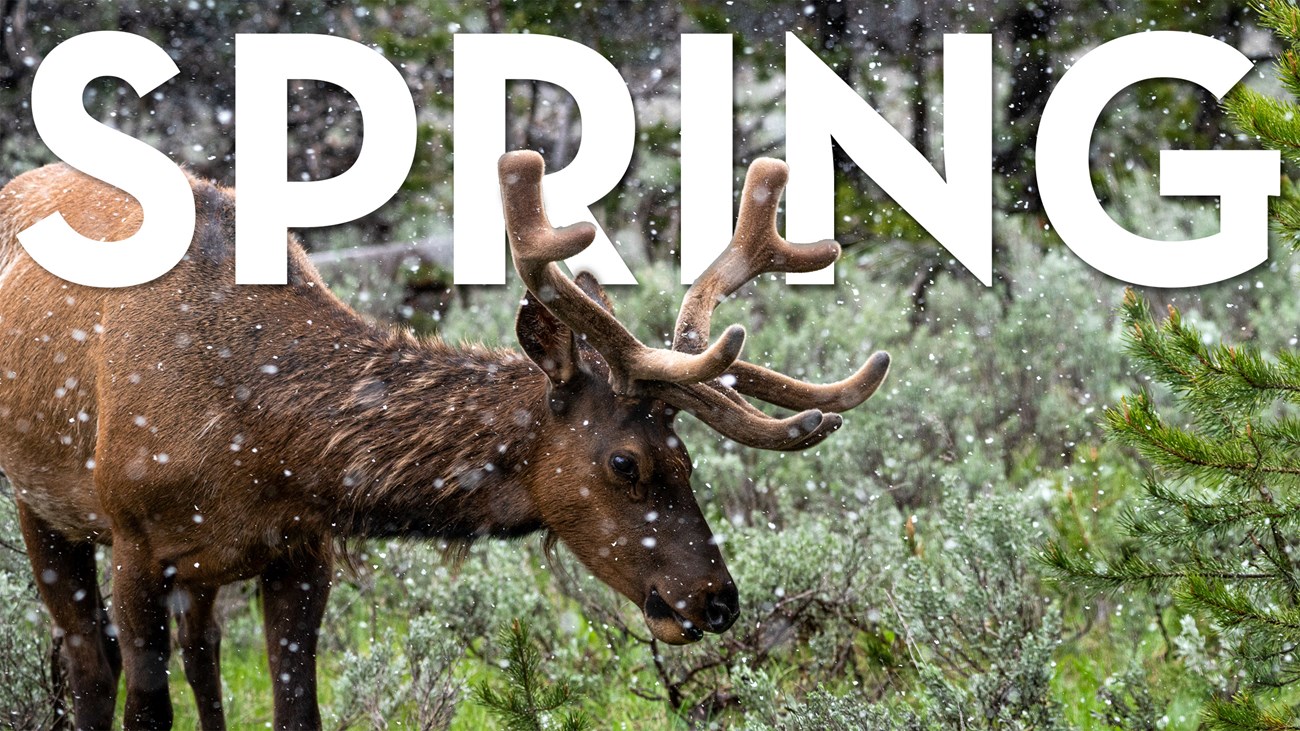 Bull elk grazing for food in the sage during a spring snow storm with the word "Spring" behind