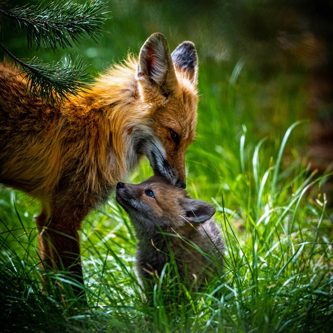 Red fox mother nuzzles her kit in the spring grasses