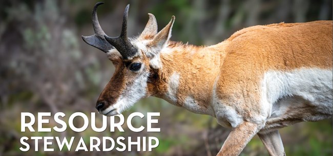 Pronghorn and title "Resource Stewardship