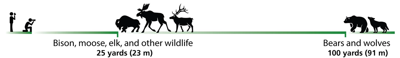 Wildlife Distance Guide Wildlife distance guide with person 25 yards away from elk, bison, moose, and other wildlife and 100 yards away from bears and wolves