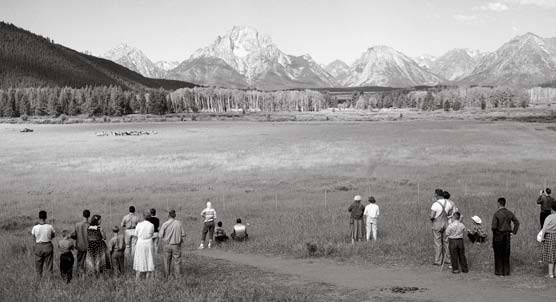 Watching elk