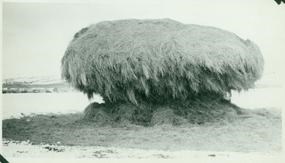 Haystack eaten by Elk