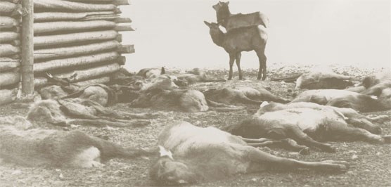Dying Elk Dying Elk
