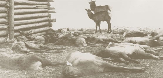 Dying Elk