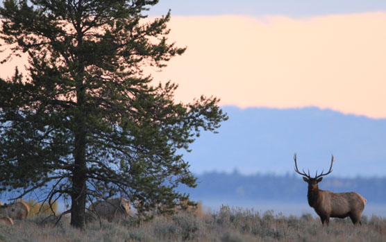 Elk at Sunrise