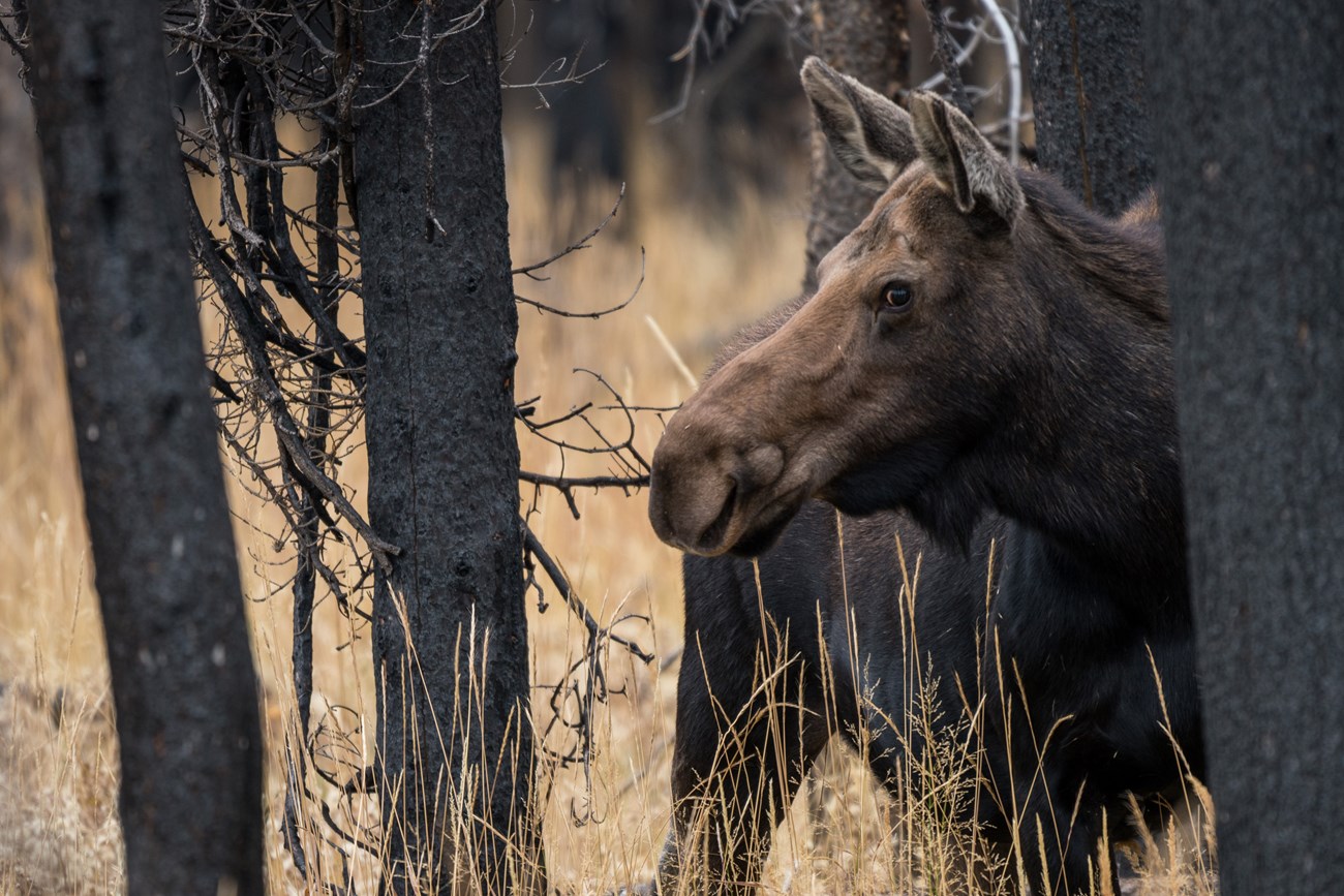 a moose in trees