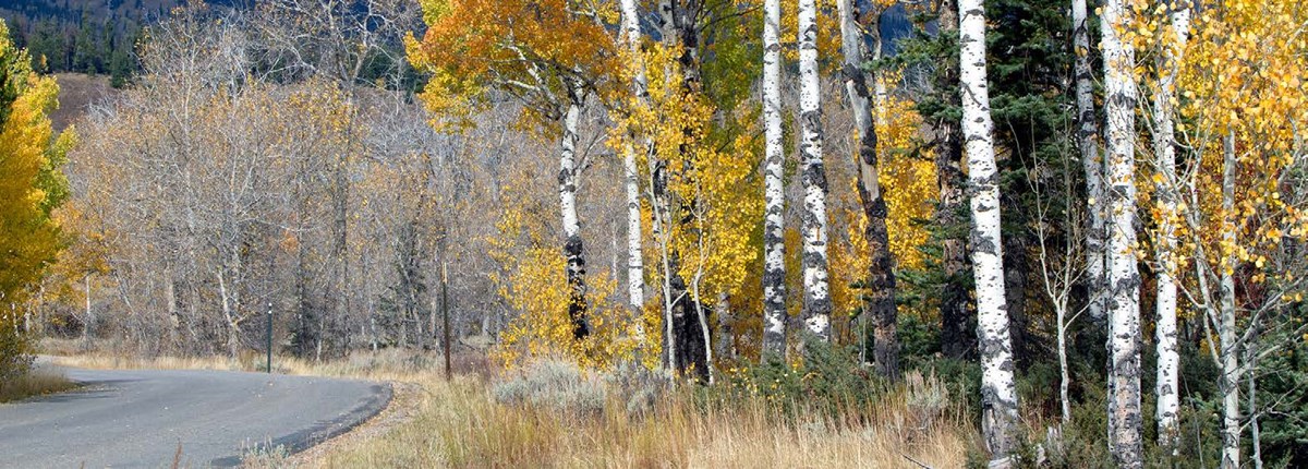 Moose-Wilson Road in Fall Moose-Wilson Road in Fall
