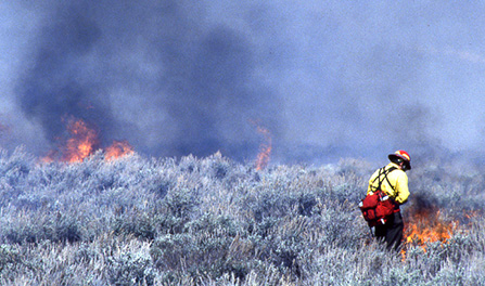 Wildland Firefighter Wildland Firefighter