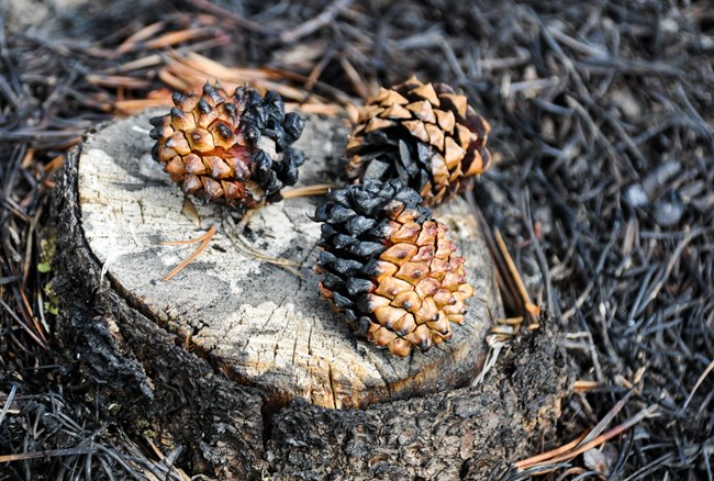 Partially burned pinecones sit on a stump among burned pine needles. The cones are partially opened.